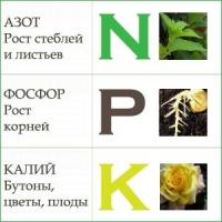 ФИТАКТИВ ВИТА ПЛЮС (200 мл) Бинам